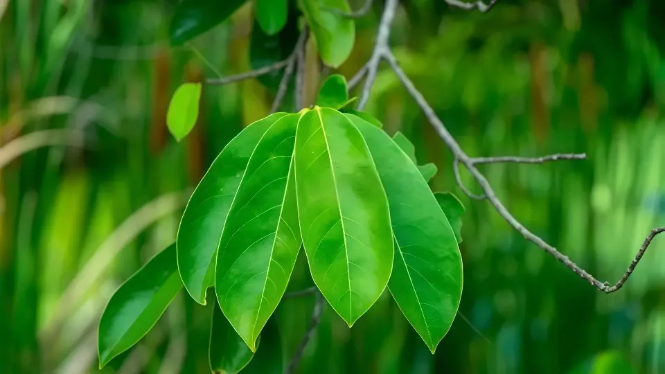Soursop leaf