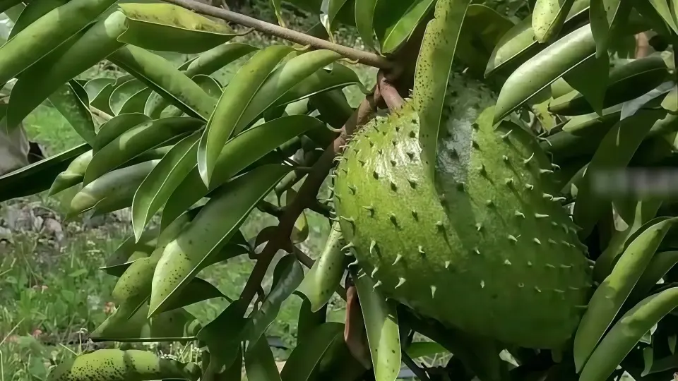 Soursop