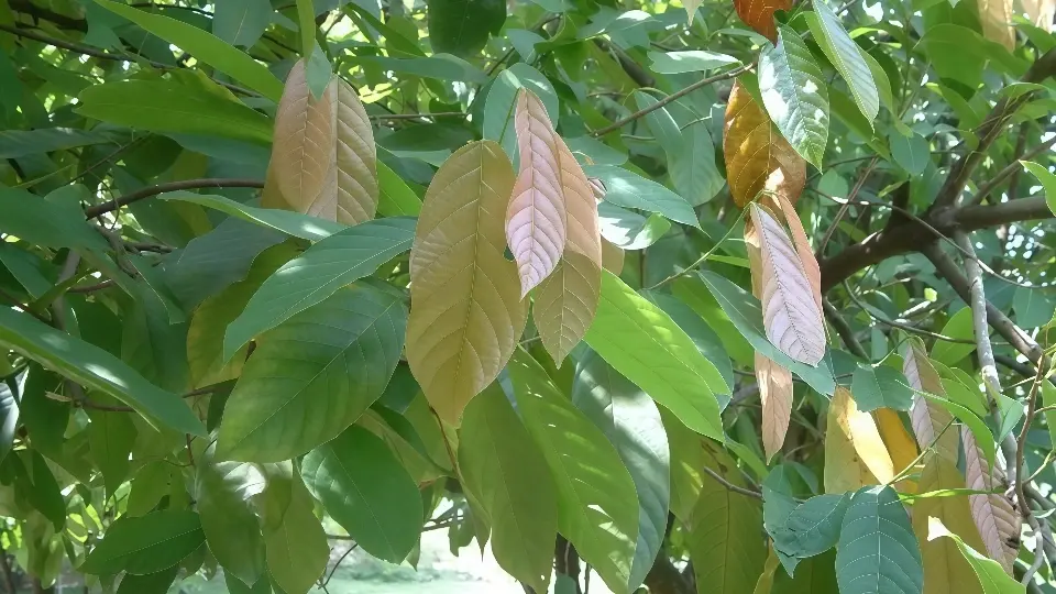 Soursop Leaf