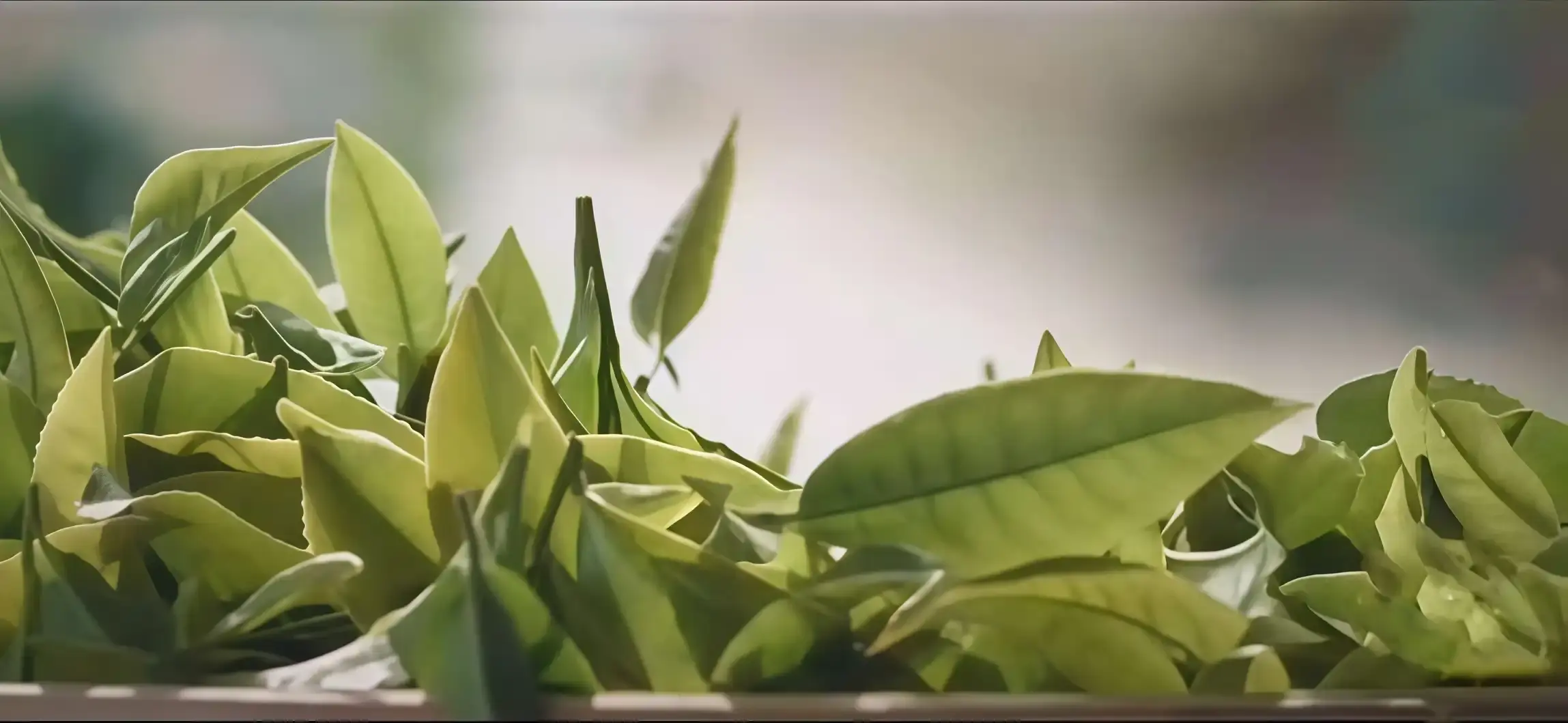 How can Reproductive Tea comprehensively support reproductive health