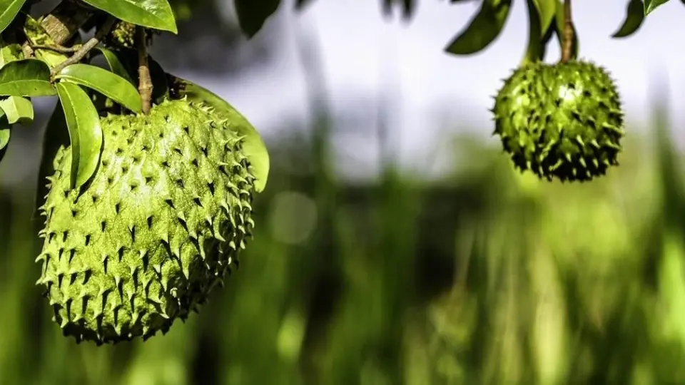 Soursop (Graviola) Soursop (Graviola)