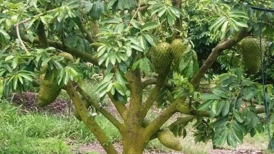 The soursop growing on a tree The soursop growing on a tree