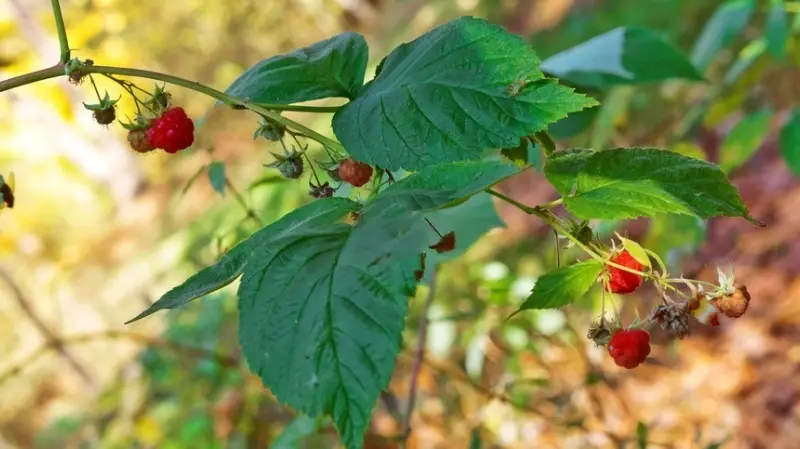 Raspberry Leaf Raspberry Leaf