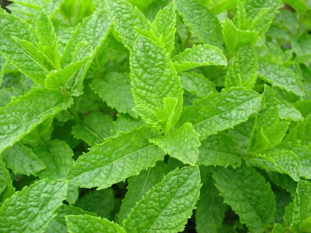 Spearmint Spearmint