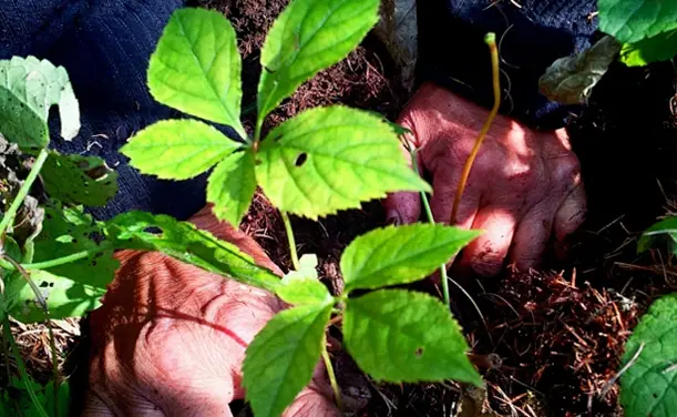 Процес производње чаја од лаикухерба - биљне биљке