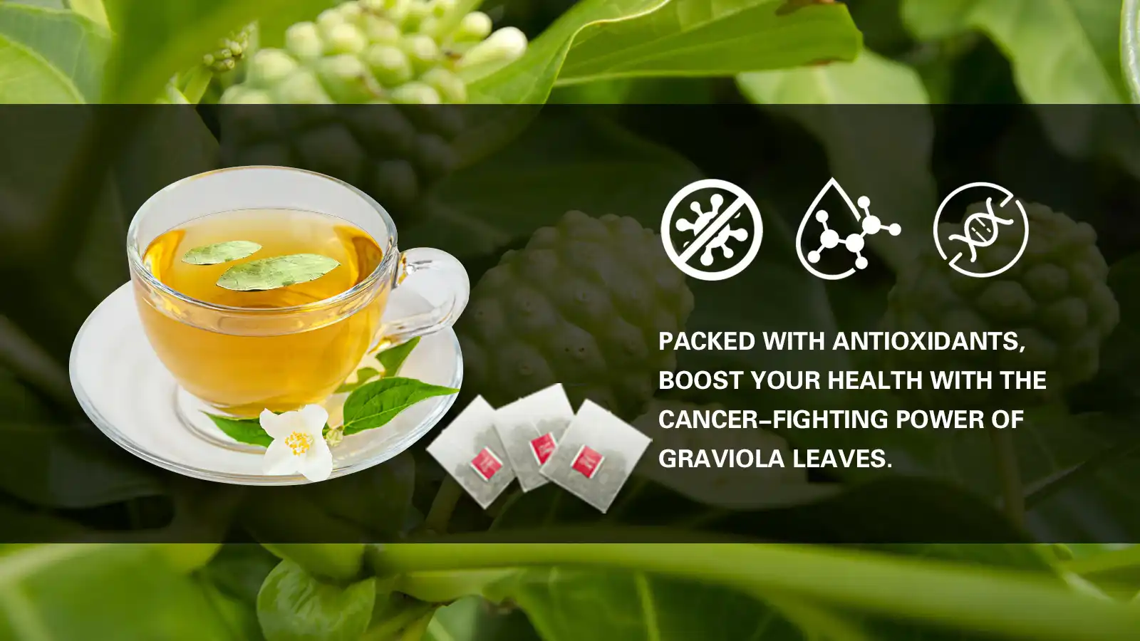 Packed with Antioxidants, Boost Your Health with the Cancer-Fighting Power of Graviola Leaves Packed with Antioxidants, Boost Your Health with the Cancer-Fighting Power of Graviola Leaves