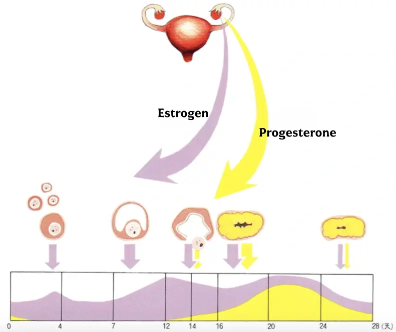Graph of the Relationship between Estrogen and Progesterone Graph of the Relationship between Estrogen and Progesterone
