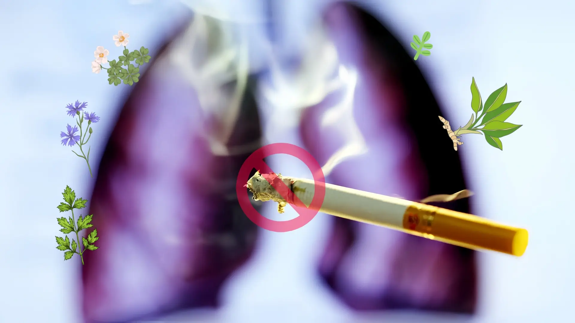 Best Lung Detox Tea mainly helps smokers cleanse and nourish their lungs Best Lung Detox Tea mainly helps smokers cleanse and nourish their lungs