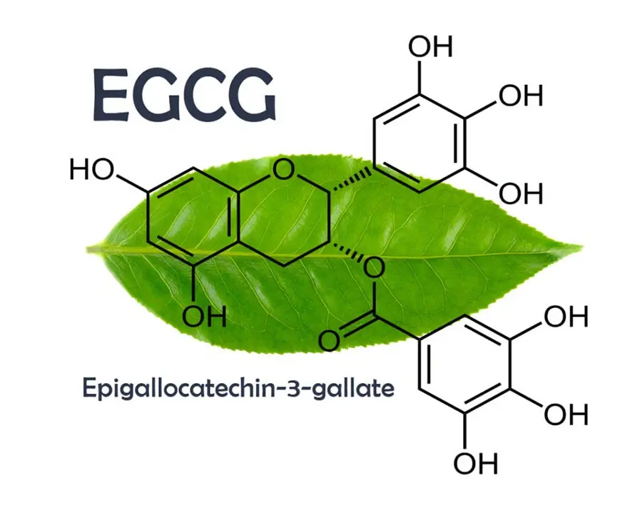 EGCG EGCG