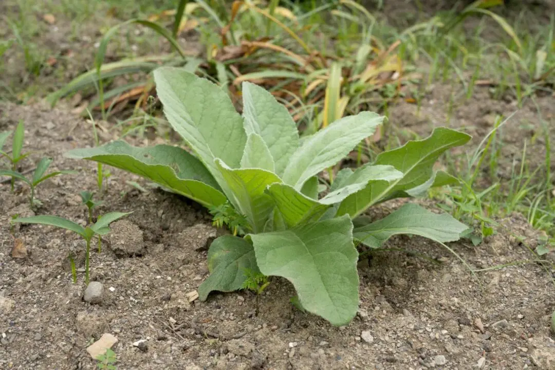 mullein tea for lung detox