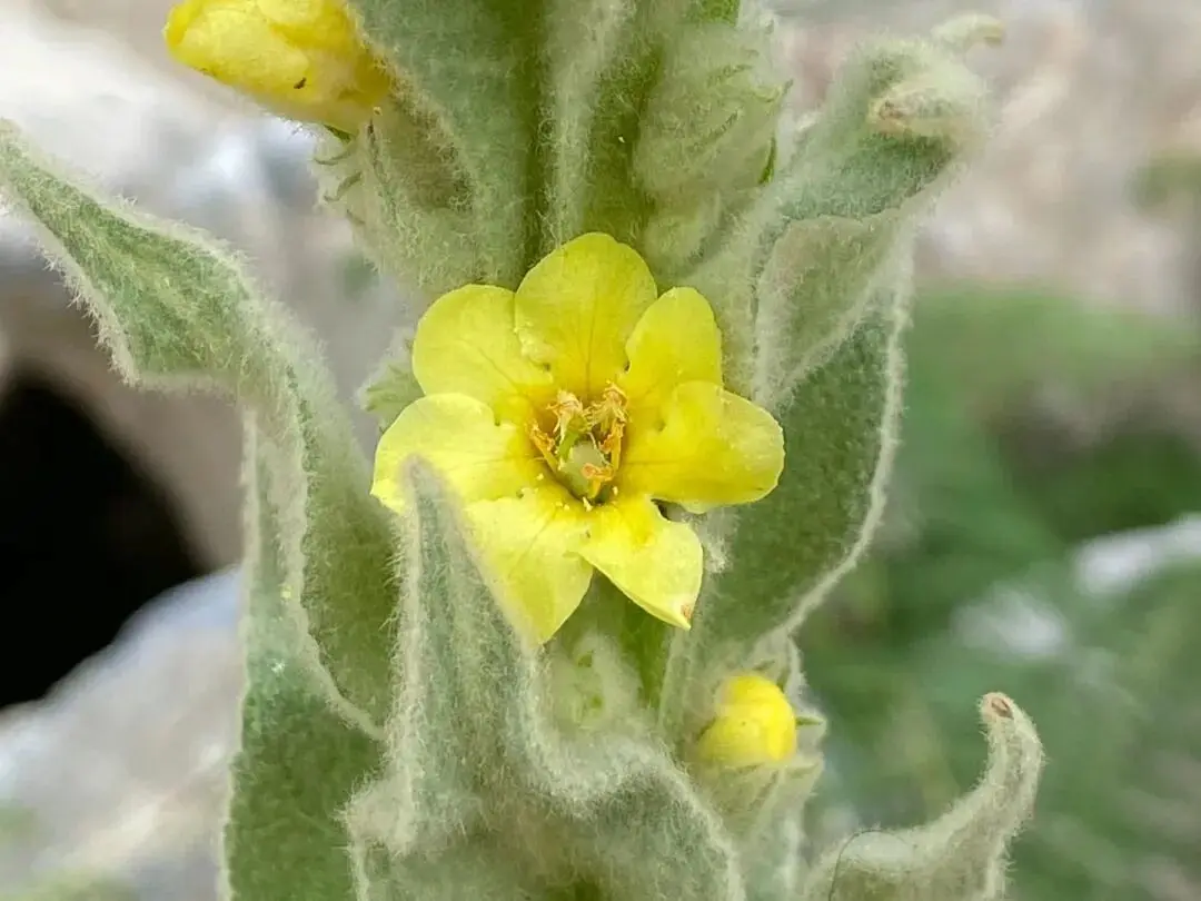 best brand of mullein tea - laicuherb