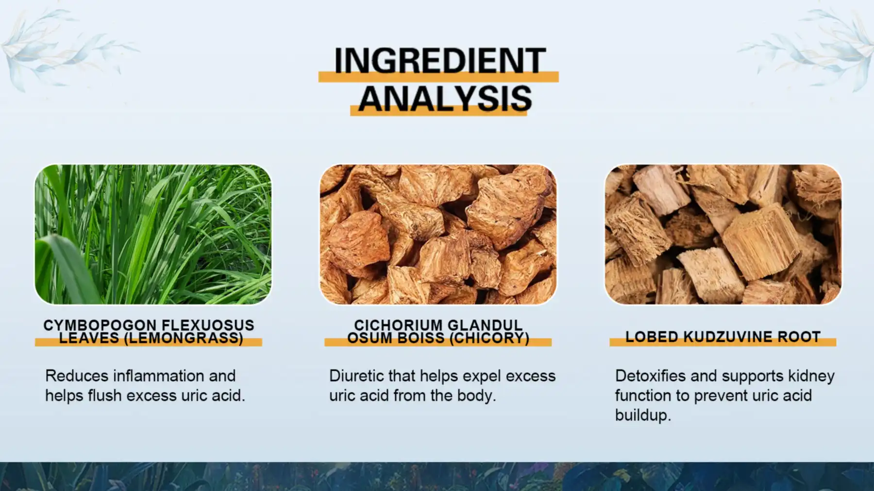 The Active Ingredients Of Herbal Uric Acid Balance Tea The Active Ingredients Of Herbal Uric Acid Balance Tea