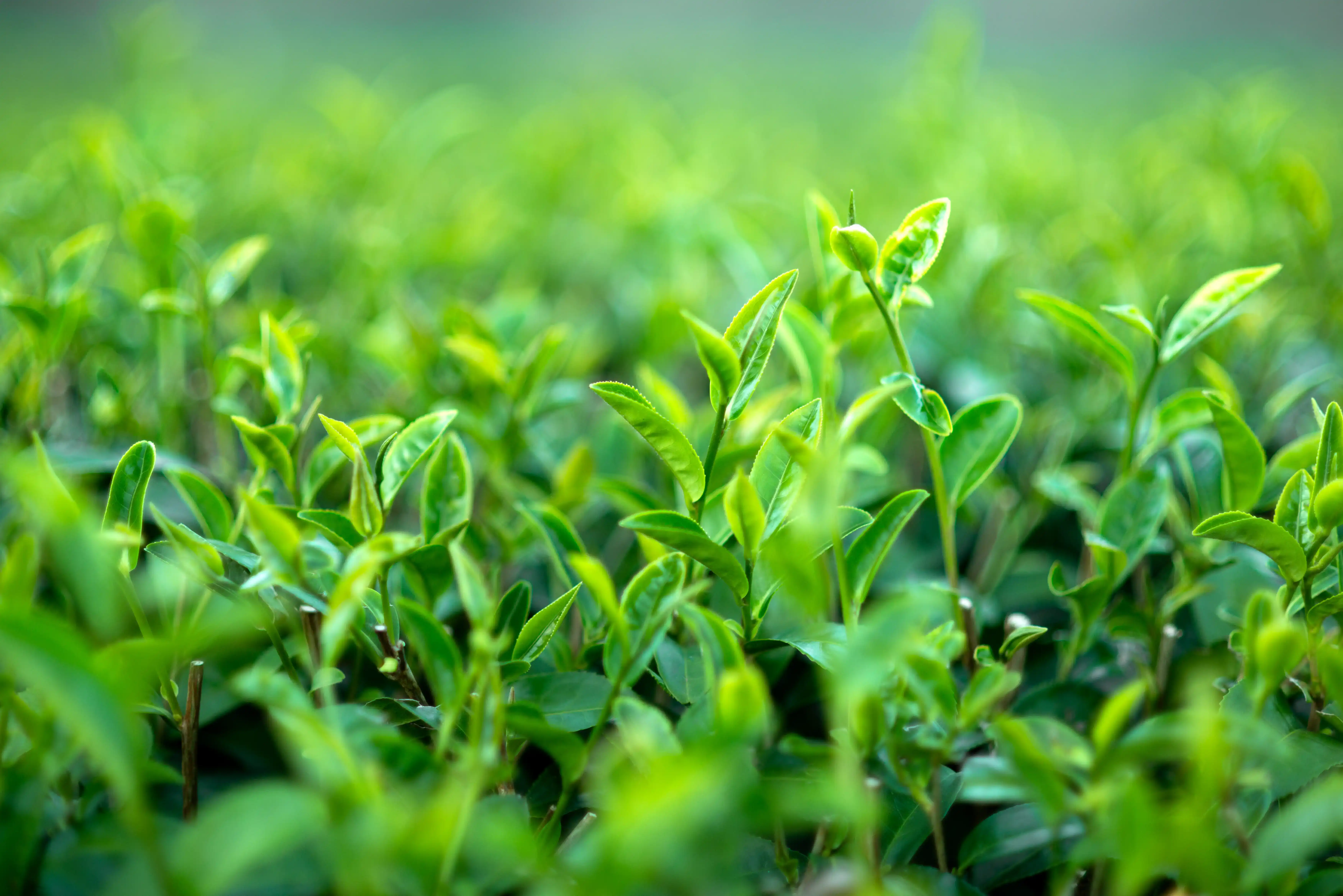 Green Tea