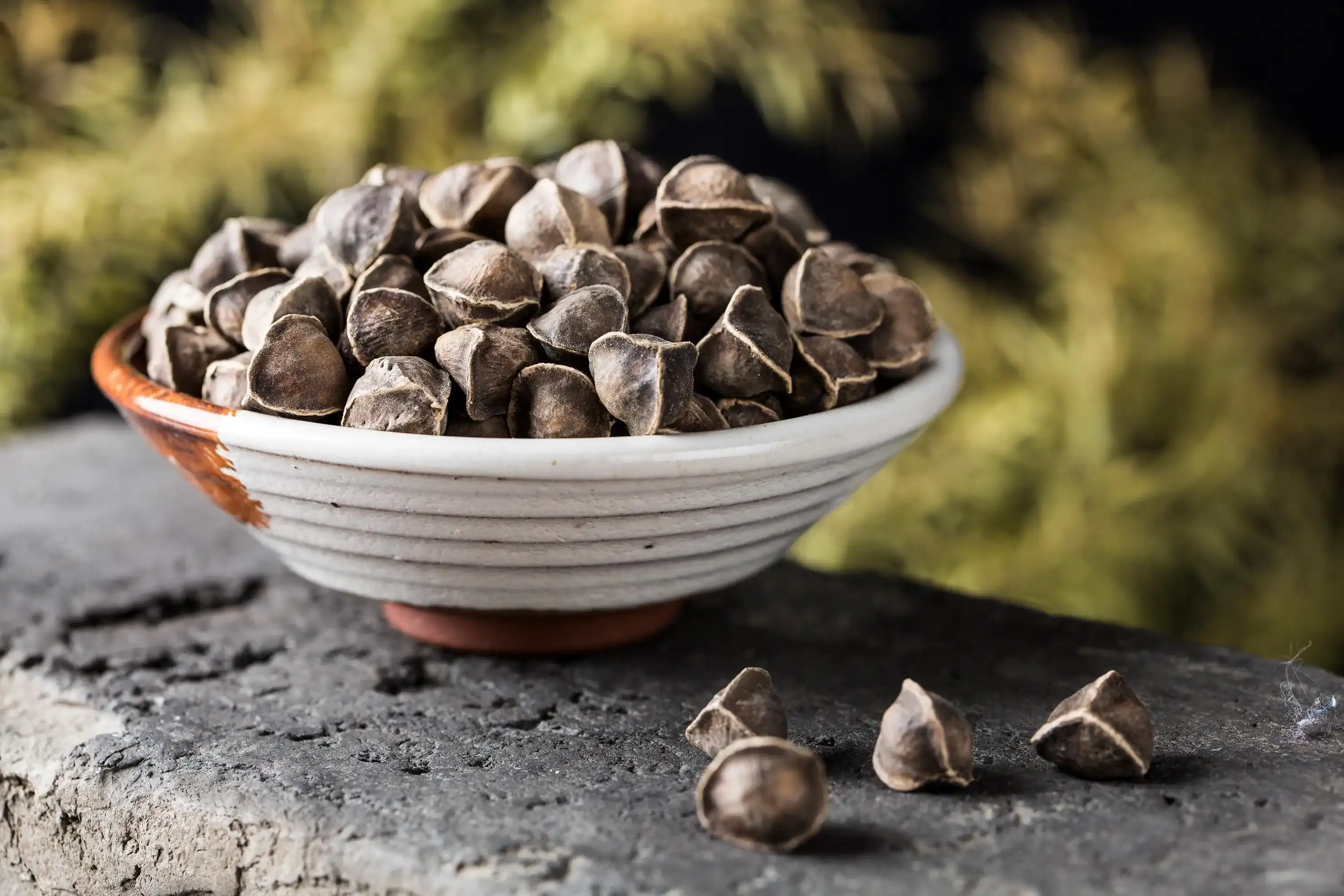 Moringa seed Moringa seed