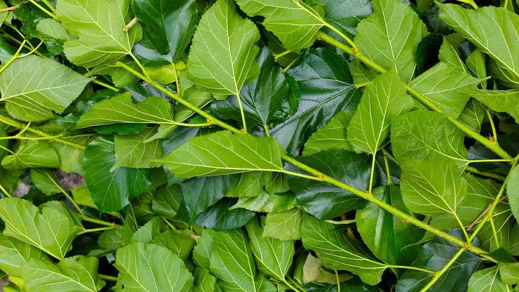 mulberry leaf mulberry leaf