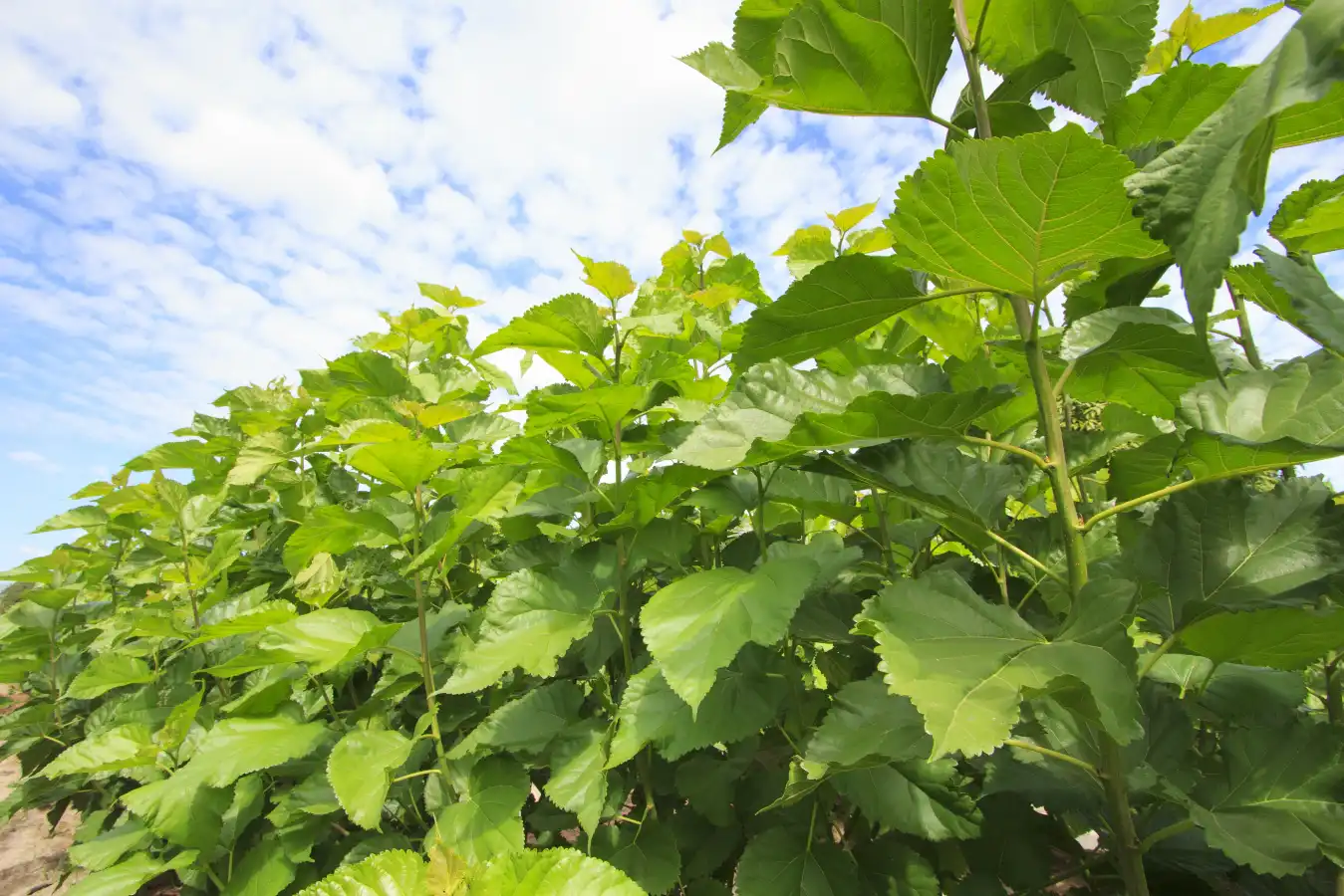 mulberry leaf mulberry leaf