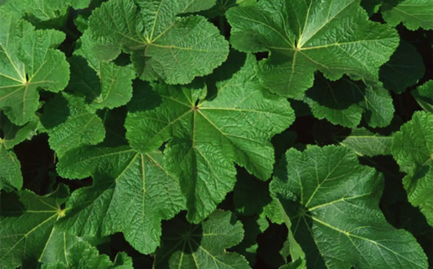 Mulberry leaf Mulberry leaf