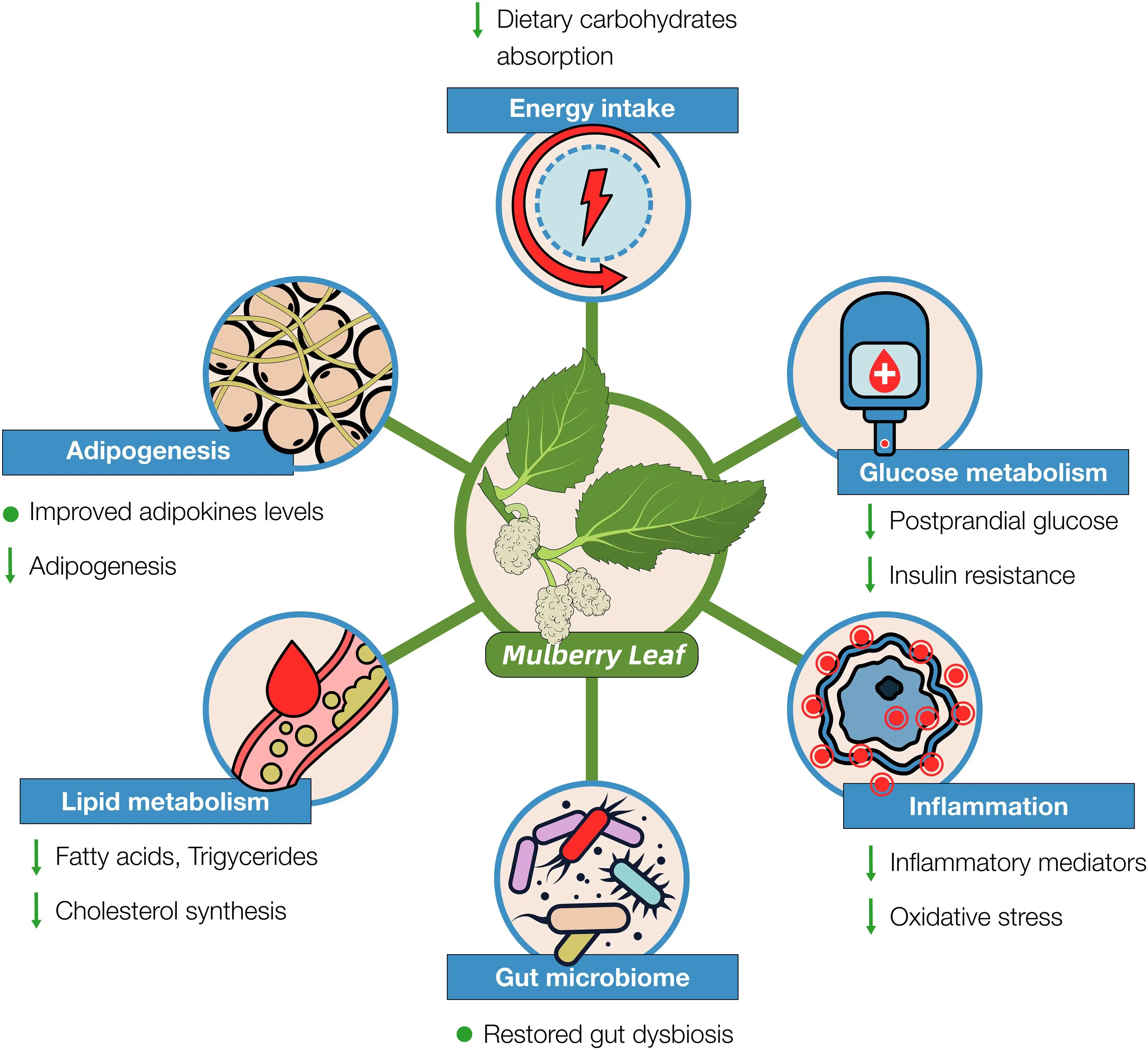 Effects of mulberry leaves on weight loss organs Effects of mulberry leaves on weight loss organs