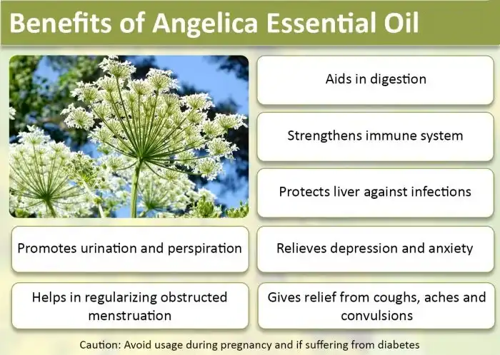 Benefits of Angelica Essential Oil Benefits of Angelica Essential Oil