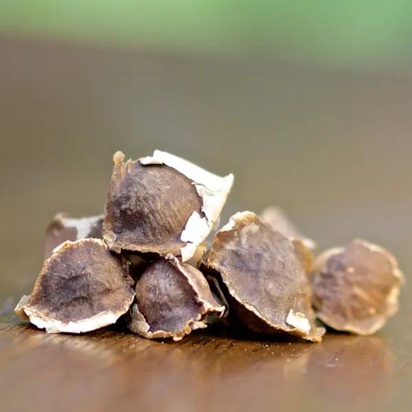 Moringa Seeds Moringa Seeds