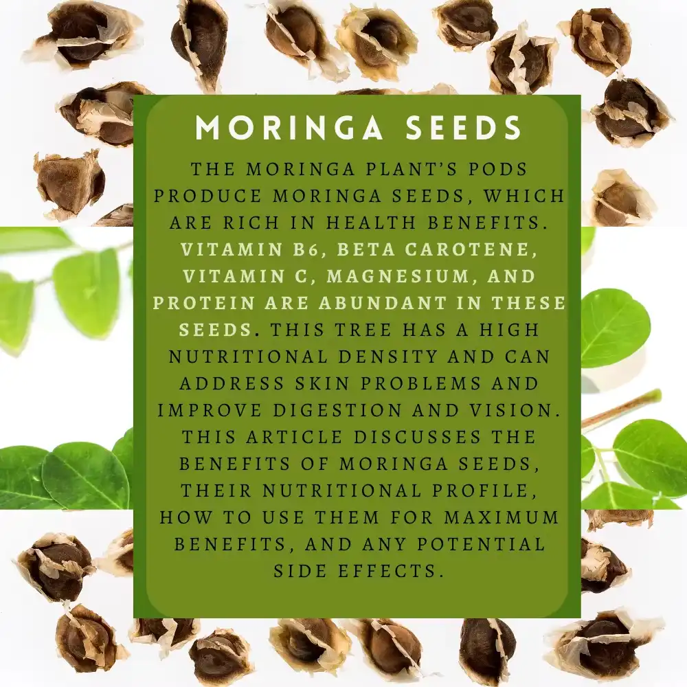 Moringa seeds are rich in antioxidants Moringa seeds are rich in antioxidants