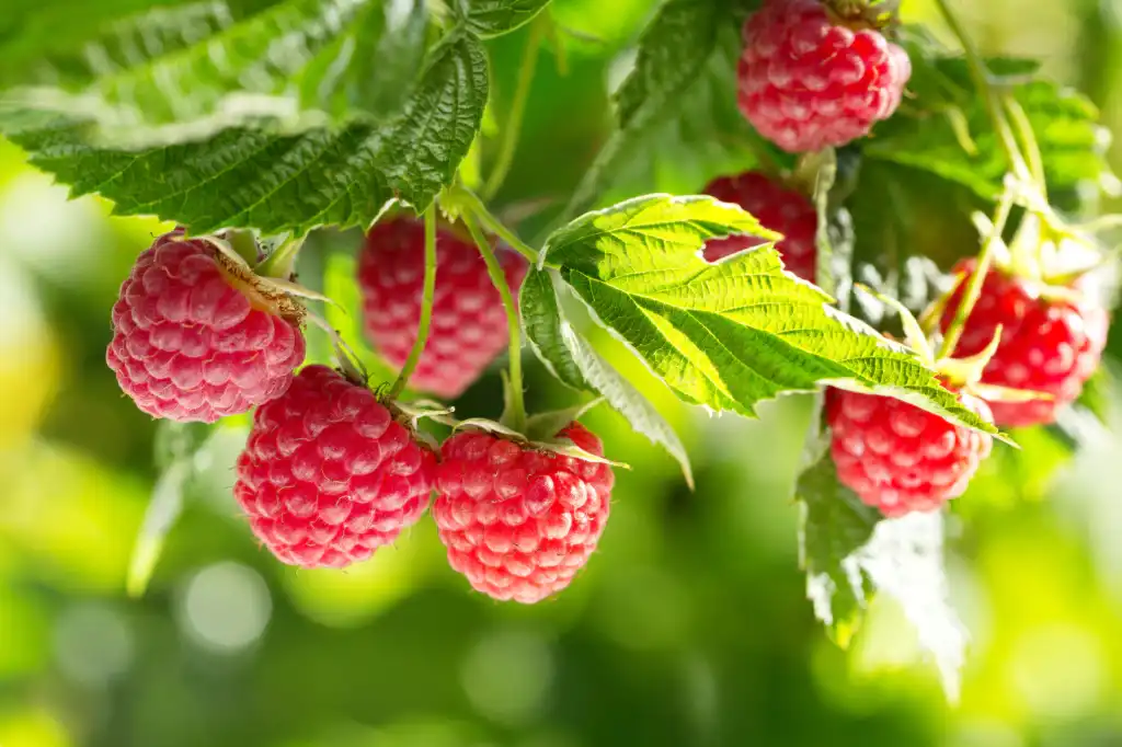 red raspberry leaf red raspberry leaf