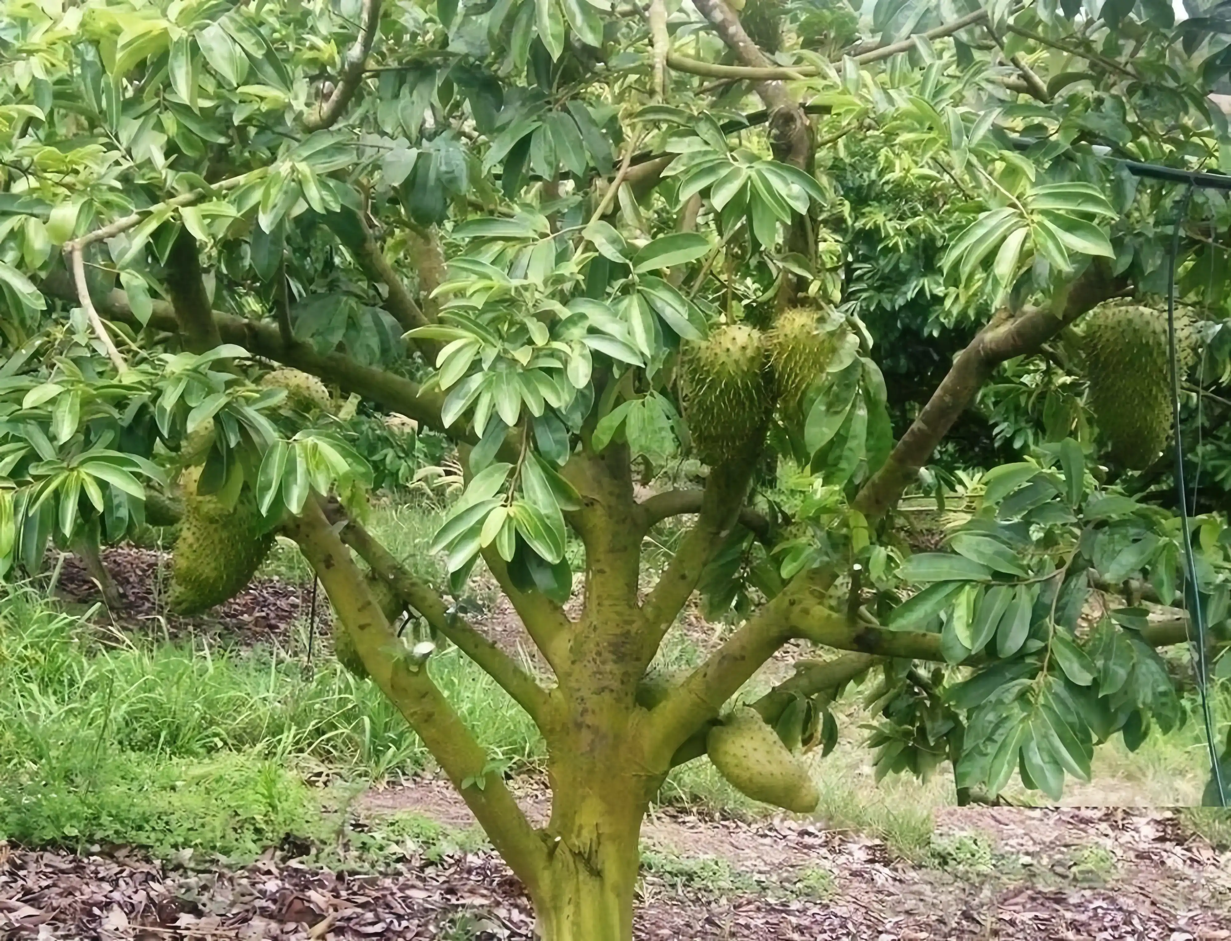 Sugar apple tree with prickly fruit Sugar apple tree with prickly fruit