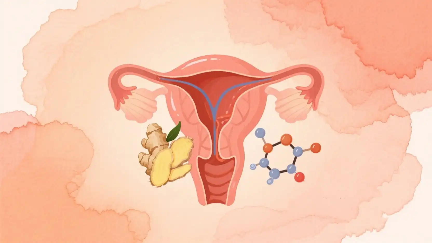 Benefits of Ginger in Womb Tea Circulation and Detox