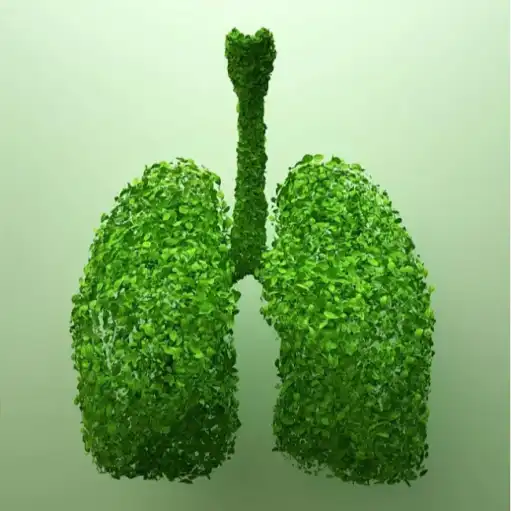 Support respiratory health