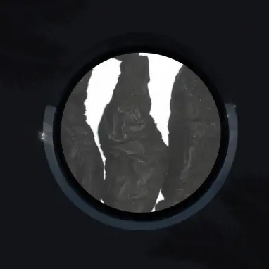 Rhizoma Polygonati Rhizoma Polygonati