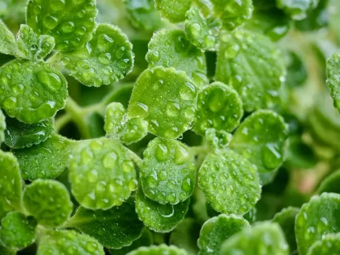 Matèries primeres naturals d'alta qualitat