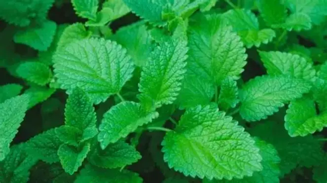 Lemon Balm Lemon Balm