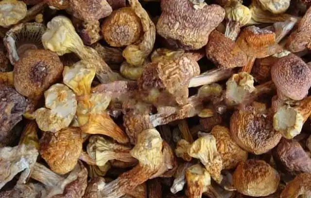 Agaricus mushroom