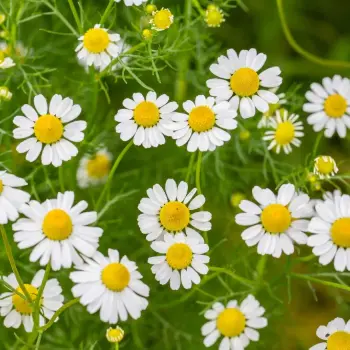 chamomile