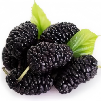 mulberry