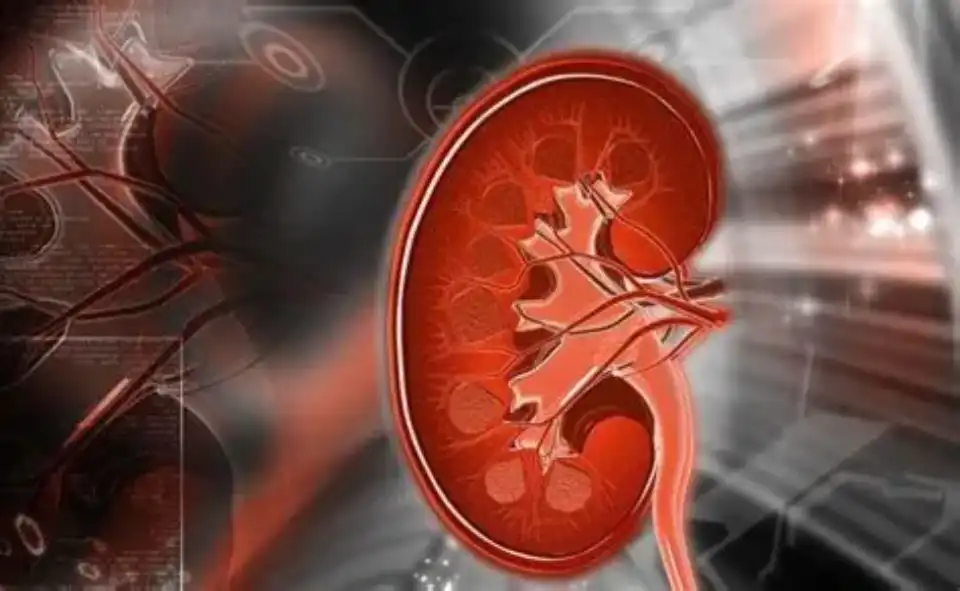 Support for Kidney Function Support for Kidney Function