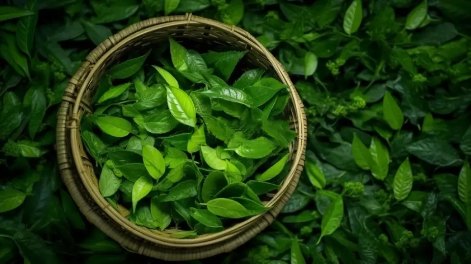 Green tea