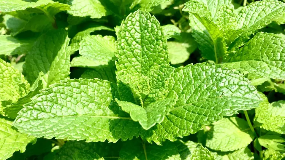 spearmint tea