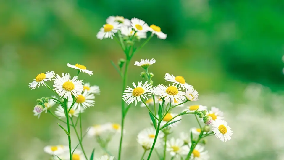 chamomile tea
