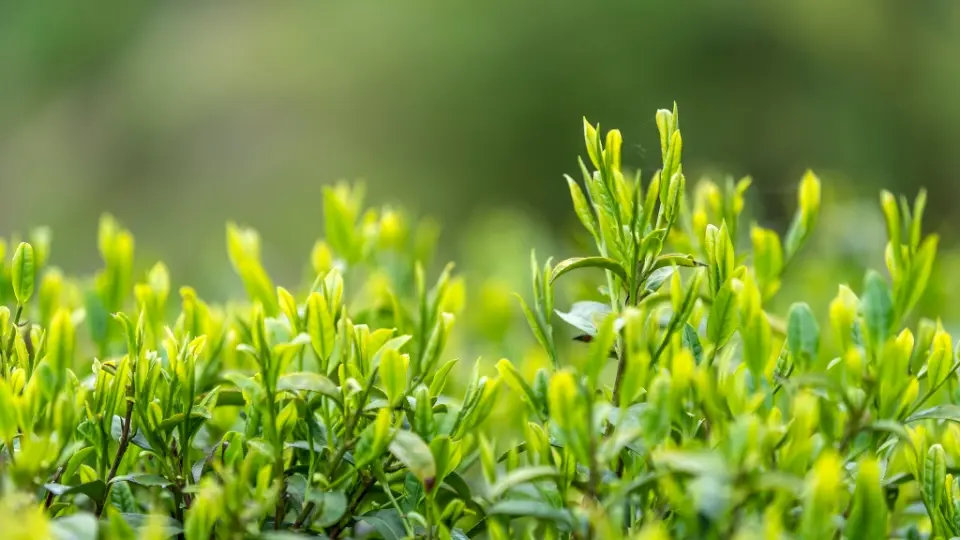 decaffeinated green tea