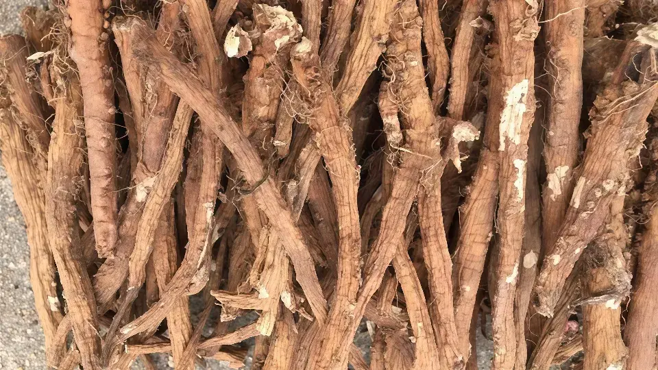 dandelion root tea