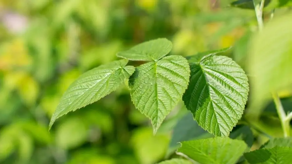 raspberry leaf tea raspberry leaf tea
