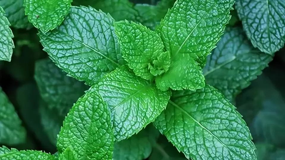 Peppermint Peppermint