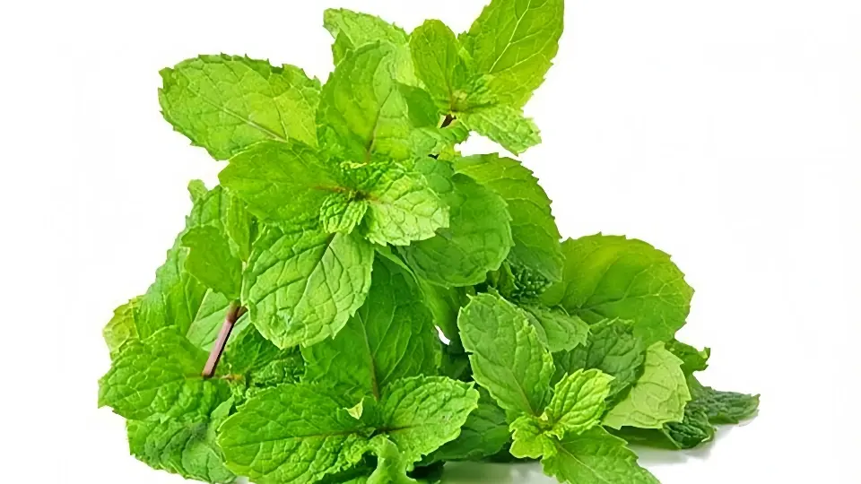 Spearmint