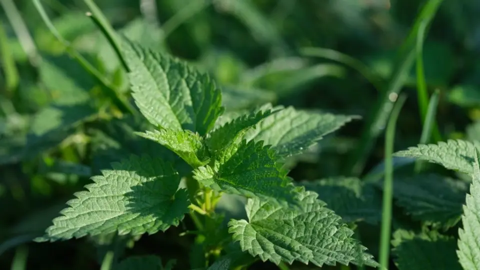 An image of dried nettle leaves An image of dried nettle leaves