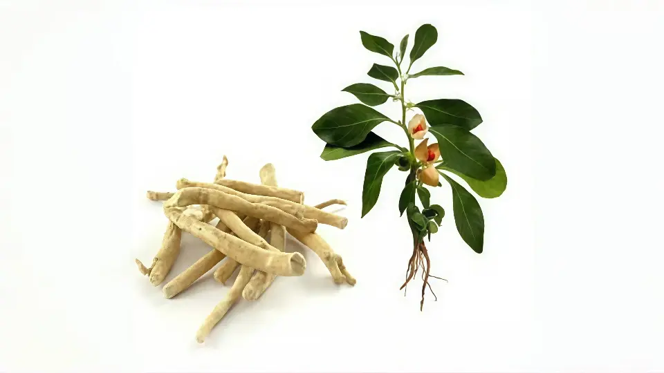 An image of ashwagandha roots