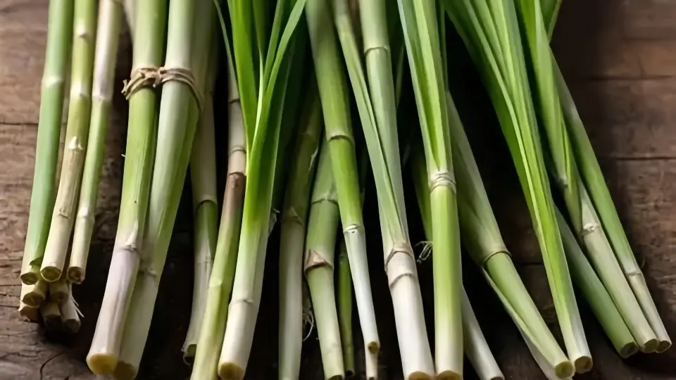 An image of fresh lemongrass stalks