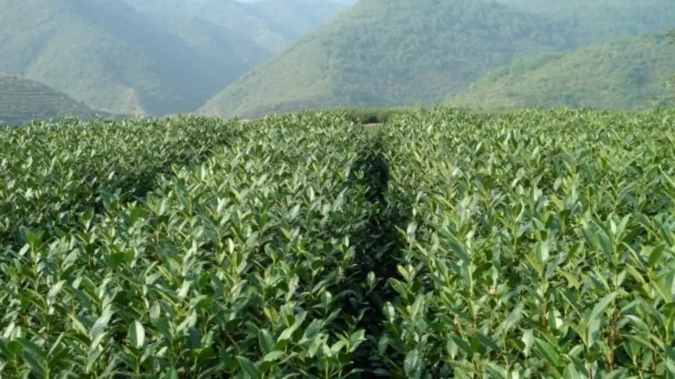 The raw material for matcha is camellia