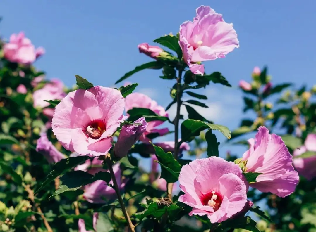 Hibiscus contains high levels of antioxidants and can help regulate blood pressure