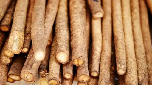 Root of Great Burdock Root of Great Burdock